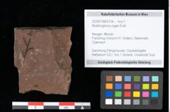 Foto (Objekt + Etikett) von Widdringtonia ungeri Endl. (NHMW-GEO-2024-0188-0134)